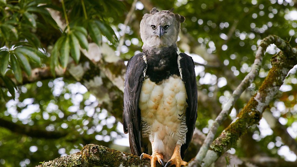 helang harpy helang paling besar dan kuat di dunia 391