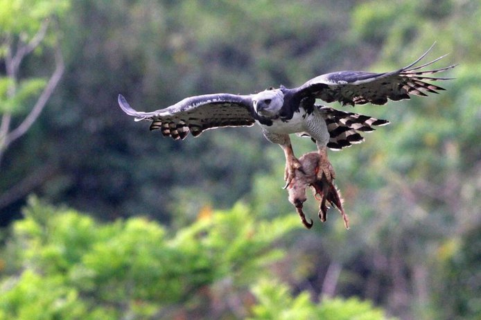 helang harpy memburu haiwan