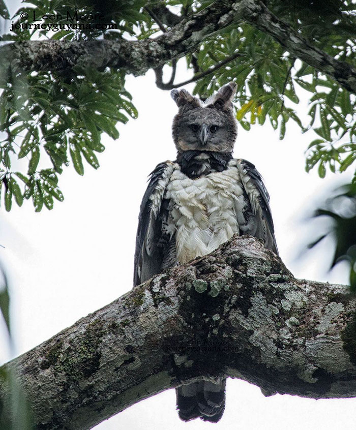 helang harpy sangat menakutkan 2