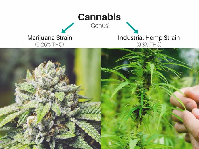 hemp vs marijuana