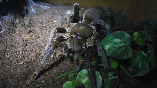 hercules baboon spider labah labah paling besar di dunia