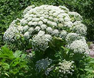 hogweed