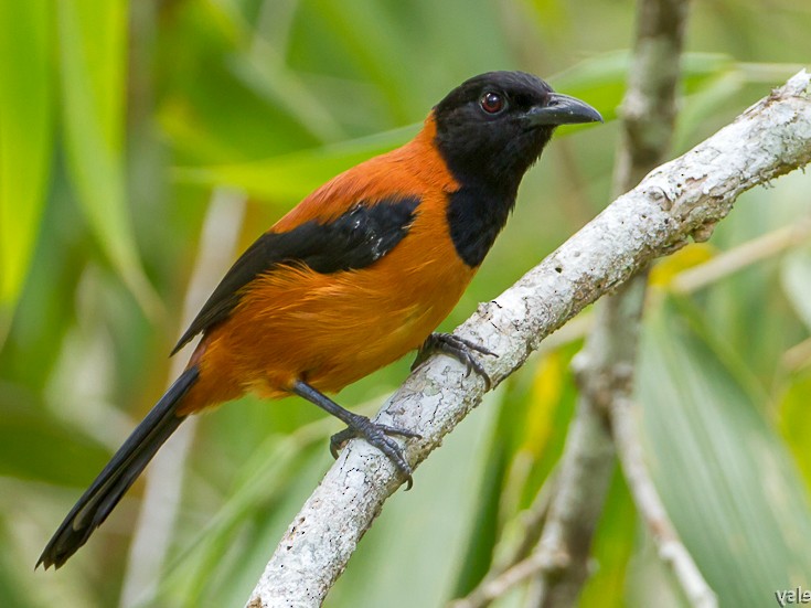 hooded pintohui berbisa