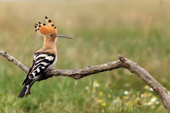 hoopoe