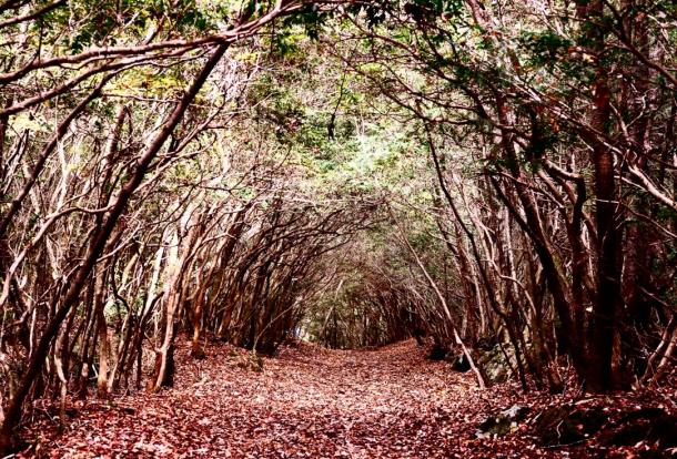 hutan aokigahara