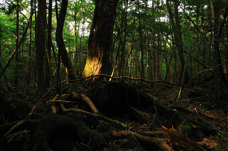 hutan paling seram di dunia