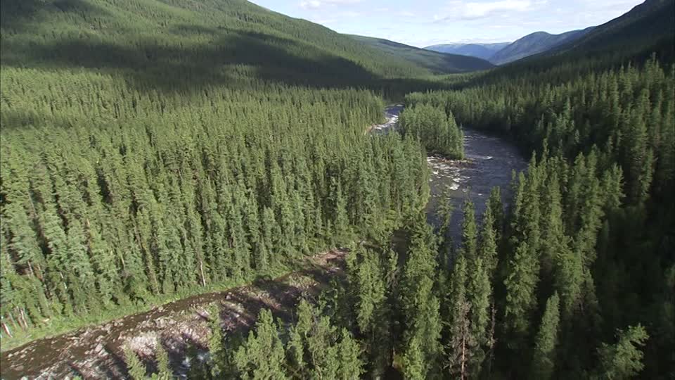 hutan taiga siberia