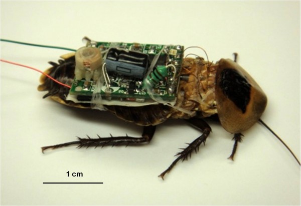 hybrid insect mems