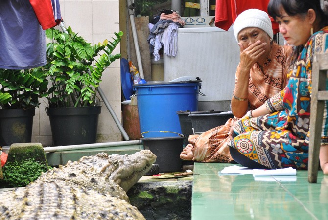 ibu irwan sedih kerana kojek buaya peliharaan harus dipindahkan ke taman safari