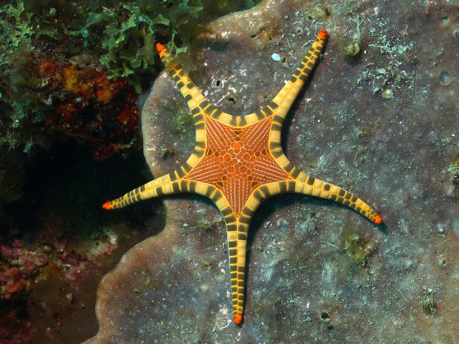 icon starfish