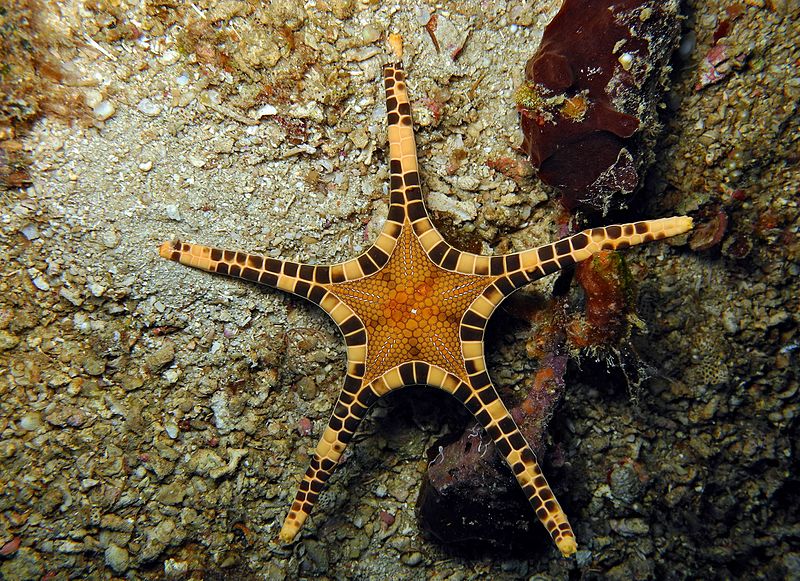 iconaster longimanus