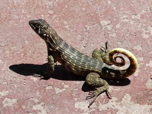 iguana berekor pintal adalah cicak paling laju di dunia