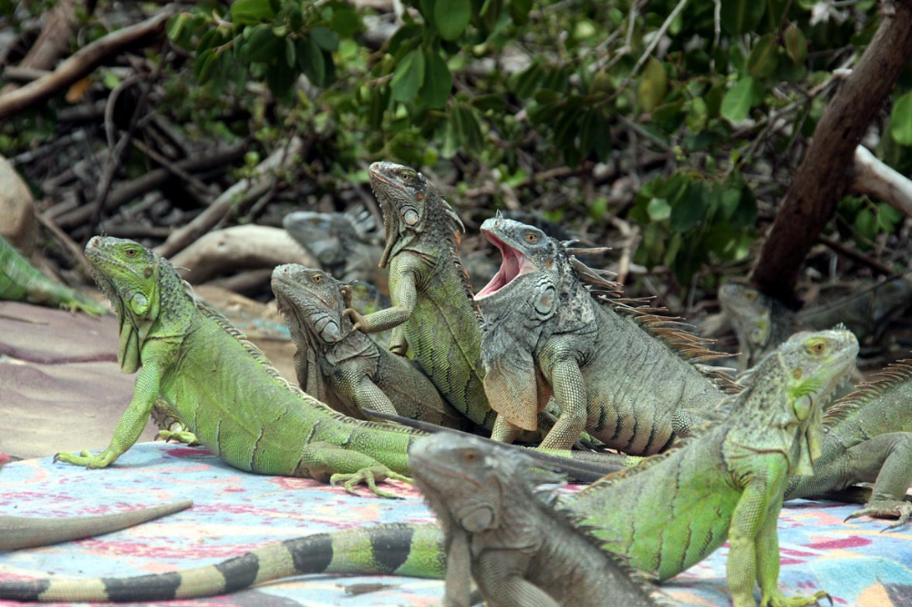 iguana