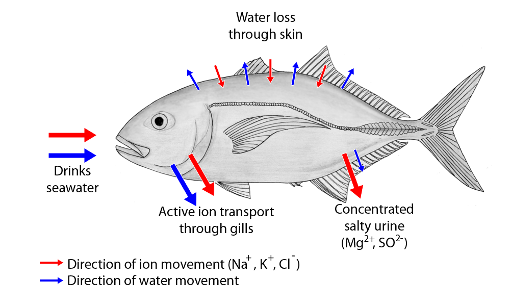 ikan air masin