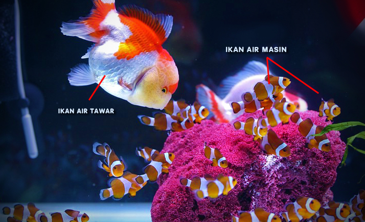 ikan air tawar dan ikan air masin dicampur bersama akuarium