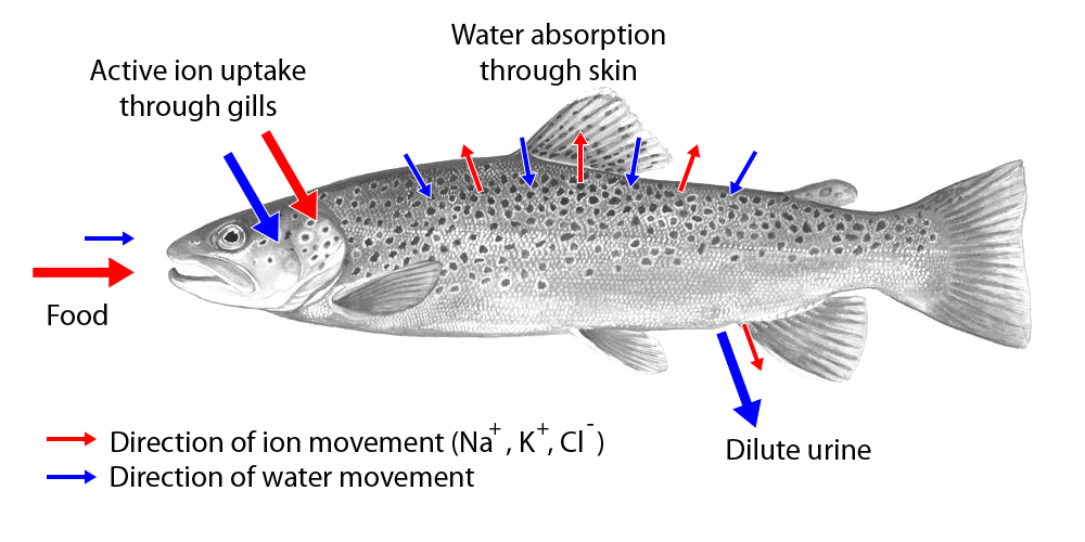 ikan air tawar