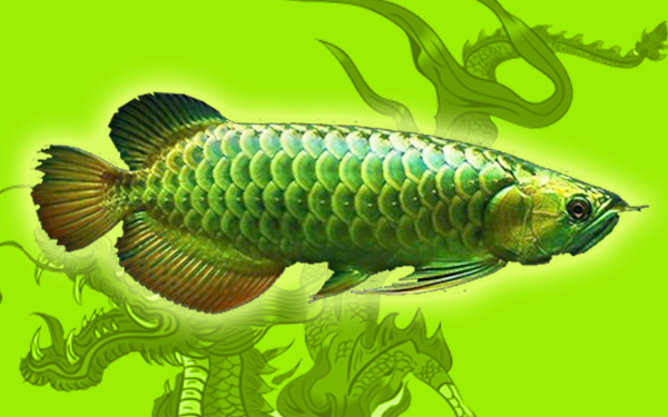 ikan arowana hijau nami