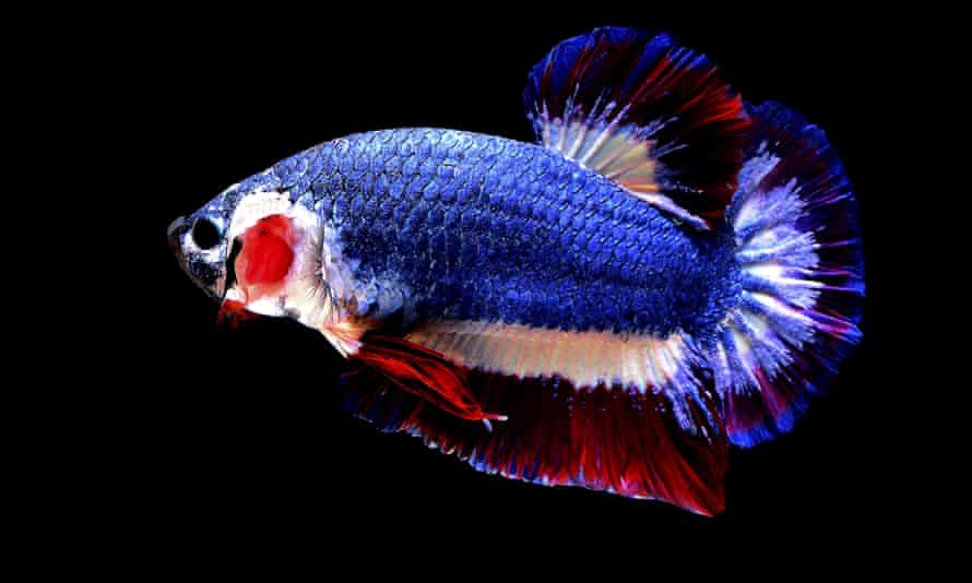 ikan betta thailand