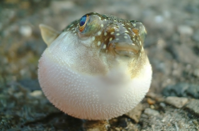 ikan buntal fugu jepun comel