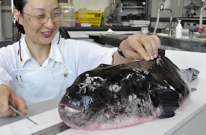 ikan buntal harimau sangat mahal kerana cara penyediaannya