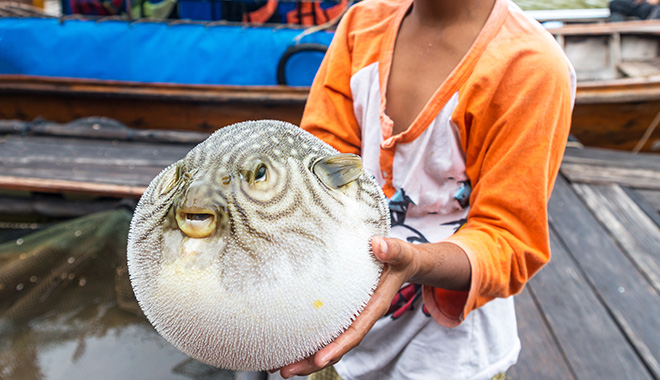 ikan buntal jepun