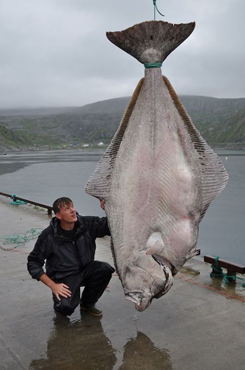 ikan halibut ikan paling besar pernah ditangkap oleh manusia