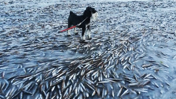 ikan hering mati sejuk beku