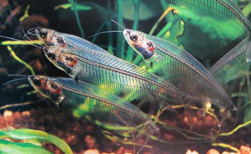 ikan keli gelas glass catfish lut sinar