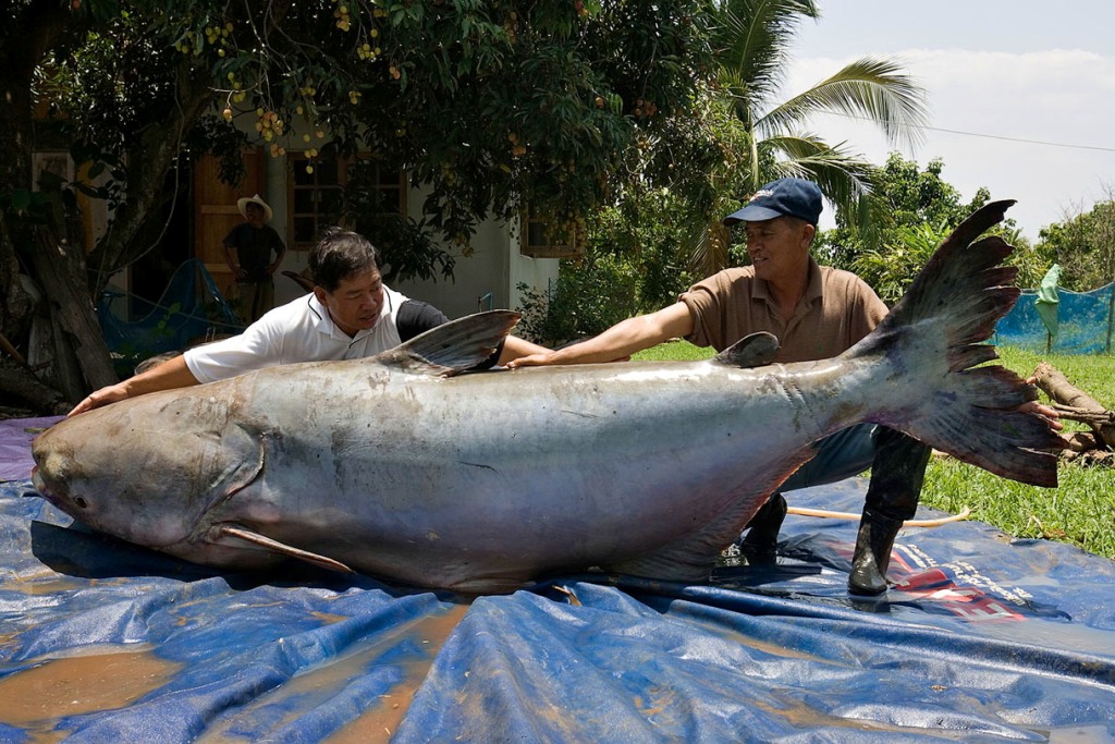 ikan keli gergasi mekong ikan paling besar pernah ditangkap oleh manusia 149