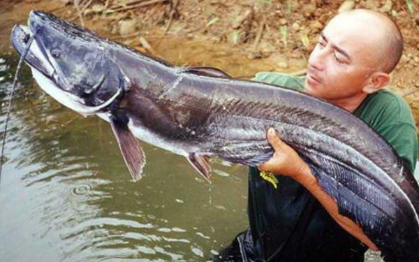 ikan keli sembilang gergasi