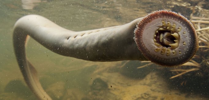 ikan lamprey