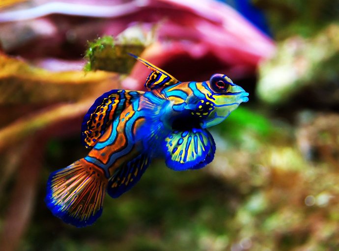 ikan mandarin ikan paling cantik di dunia 845