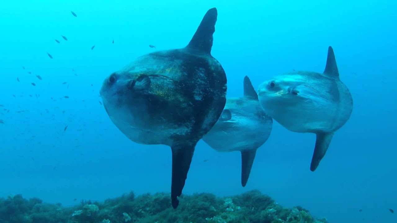 ikan mola mola boleh ditemui di seluruh dunia