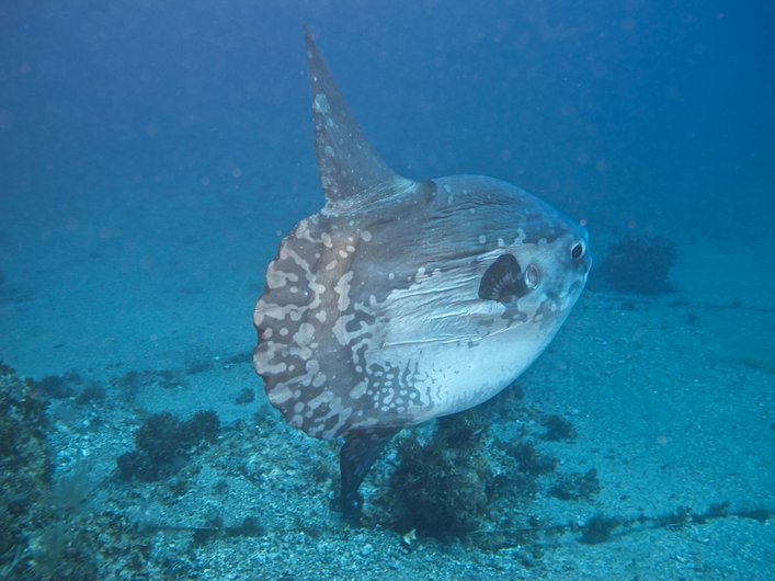 ikan mola mola di dasar laut