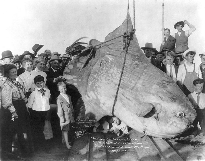 ikan mola mola ikan paling besar pernah ditangkap oleh manusia