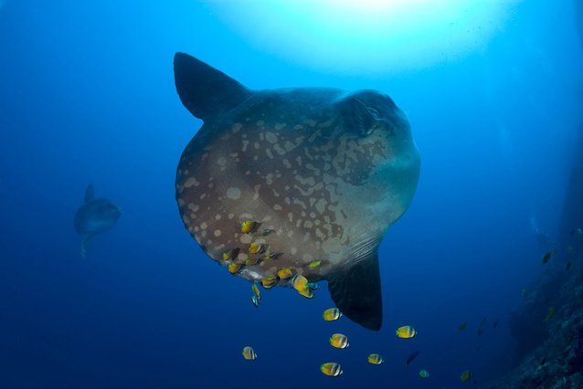 ikan mola mola sangat subur