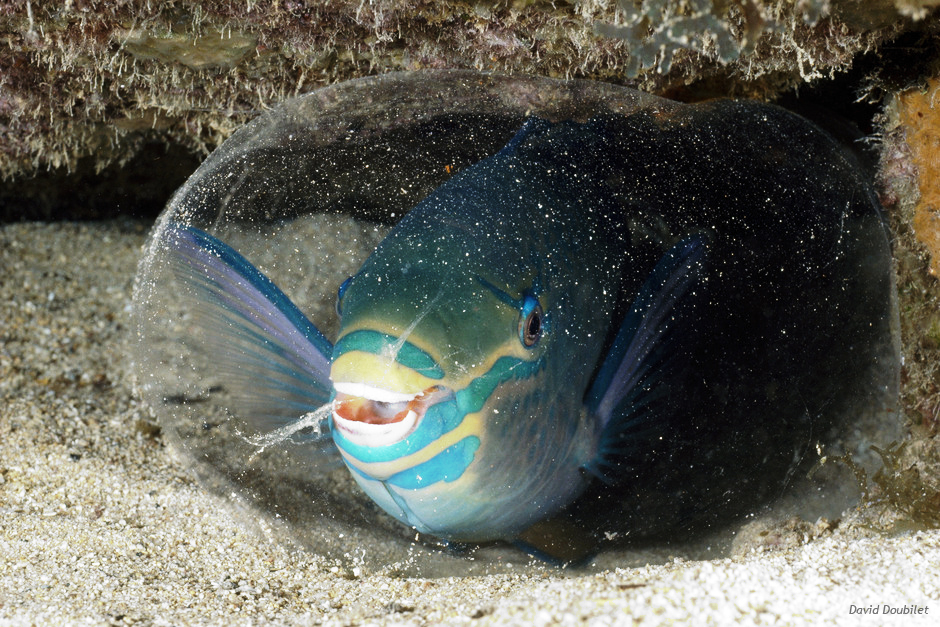 ikan nuri membuat tempat tidur sendiri