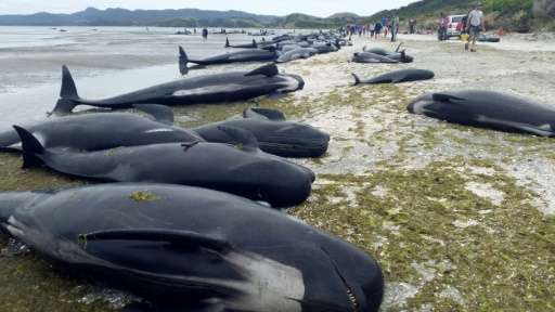 ikan paus terdampar di new zealand