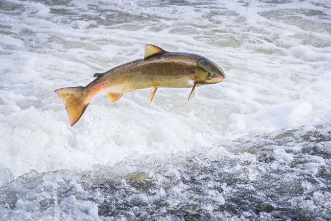 ikan salmon unik kerana migrasi