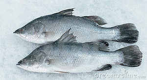 ikan siakap