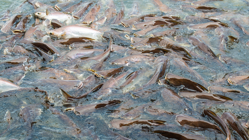 ikan ternakan ladang tidak baik untuk kesihatan