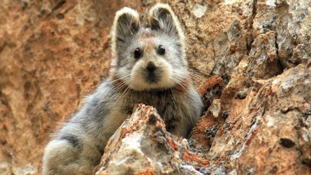 ili pika