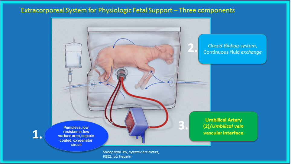 iluminasi anak kambing biobag bayi pramatang