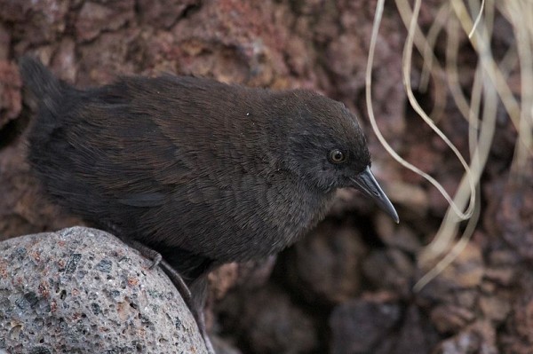 inaccessible island rail