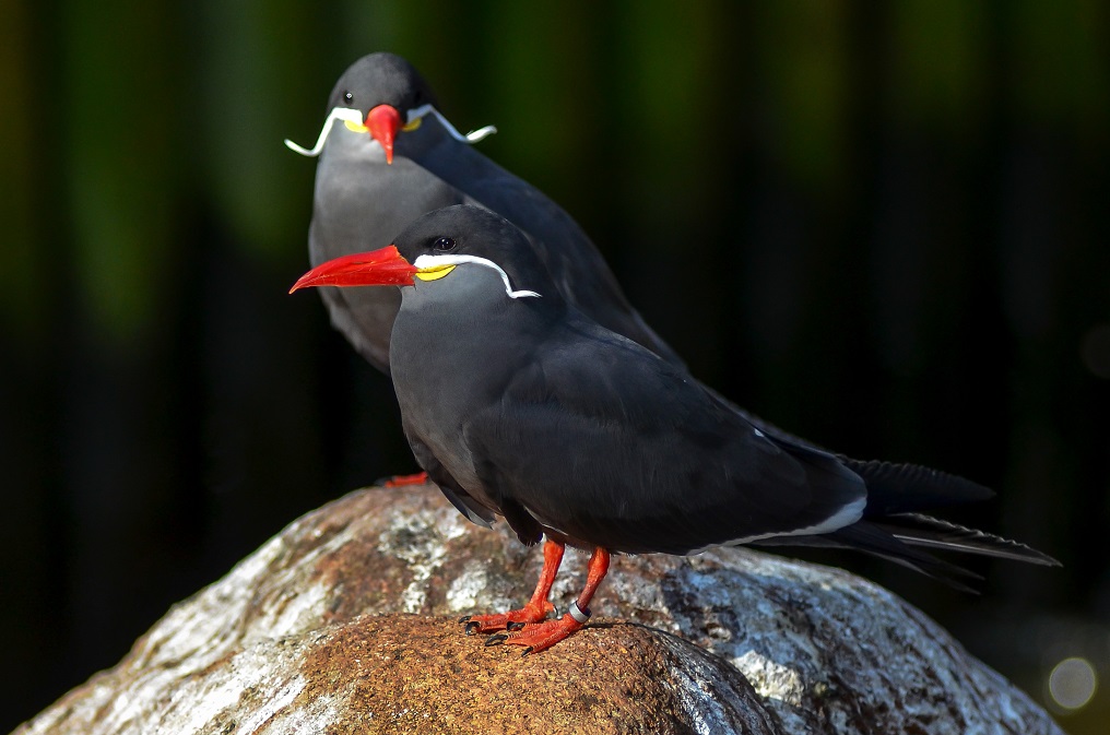 inca tern