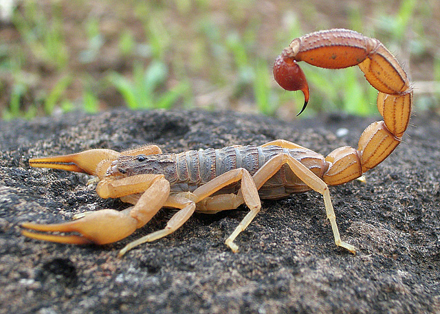 indian red kalajengking paling berbisa di dunia