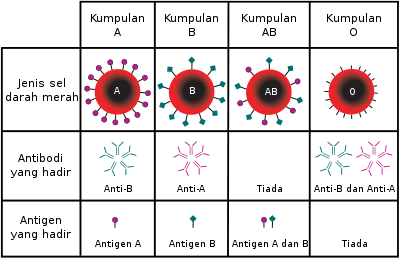 individu berdarah o adalah istimewa