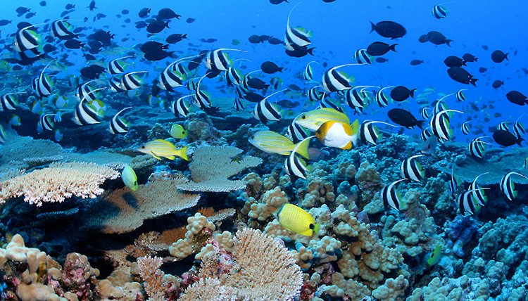 ini apa yang akan terjadi jika laut lenyap serta merta 3