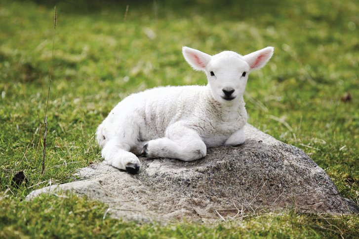 ini perbezaan lamb dan mutton yang ramai tak tahu 3