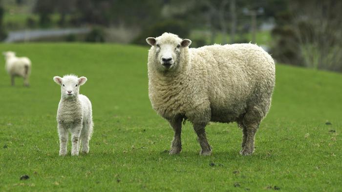 ini perbezaan lamb dan mutton yang ramai tak tahu